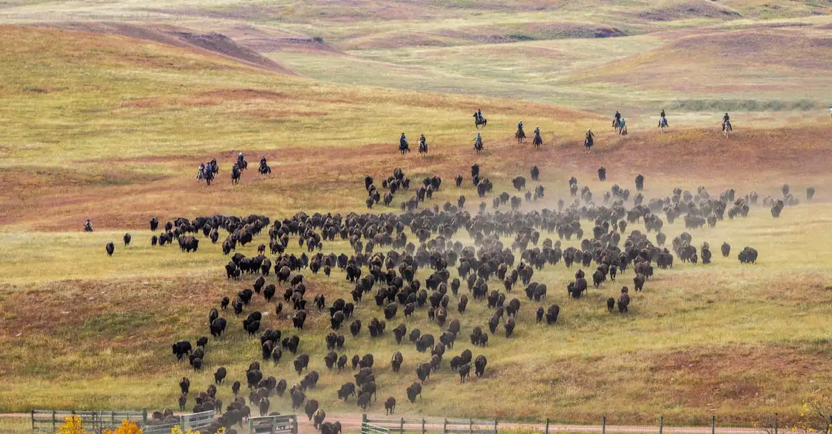 Buffalo